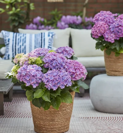 Hydrangea macrophylla 'Surfing Safari ® Blue' - Boerenhortensia
