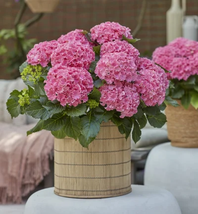 Hydrangea macrophylla 'Surfing Safari ® Pink' - Boerenhortensia