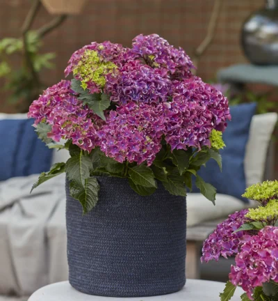 Hydrangea macrophylla 'Surfing Safari ® Purple' - Boerenhortensia