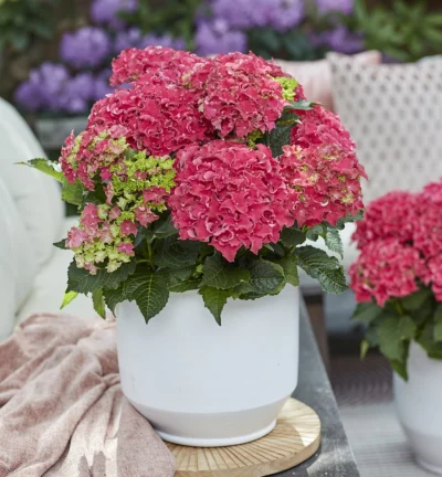 Hydrangea macrophylla 'Surfing Safari ® Red' - Boerenhortensia