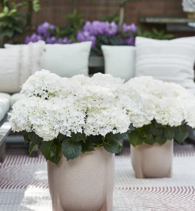 Hydrangea macrophylla 'Surfing Safari ® White Waves' - Boerenhortensia
