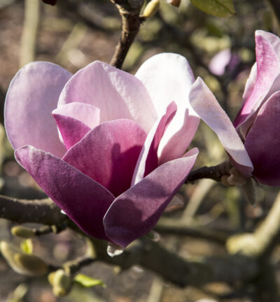Magnolia Soulangeana 'Cameo' - Beverboom