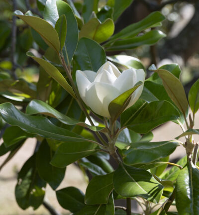 Magnolia 'Grandiflora' - Groenblijvende Beverboom