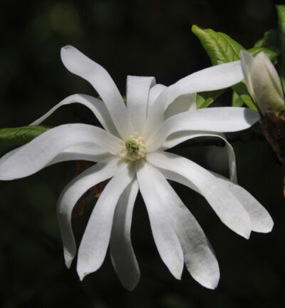 Magnolia Stellata ´Waterlily´ - Beverboom