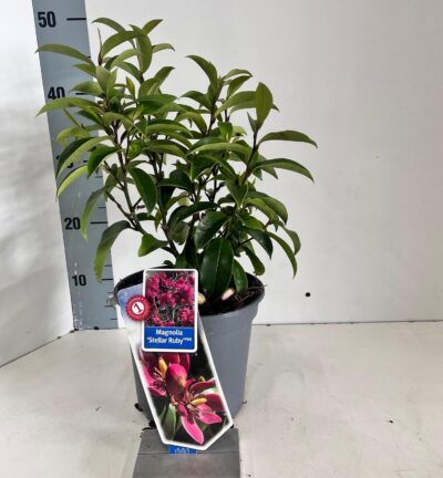 Magnolia stellar 'Stellar Ruby' - Groenblijvende Beverboom