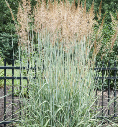 Panicum virgatum 'Prairy Sky´ - Vingergras