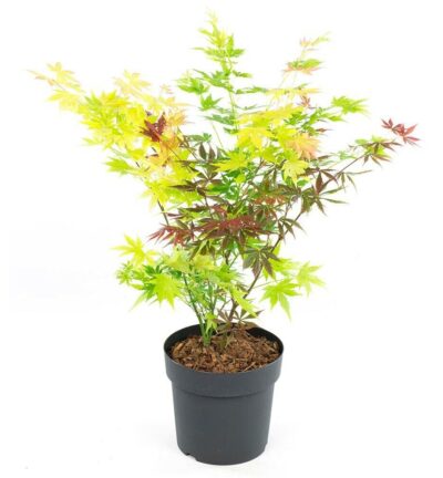 Acer palmatum 'Festival' - Meerkleurige Japanse Esdoorn