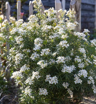 Choisya dew. 'Little Bee' - Mexicaanse Oranjebloesem