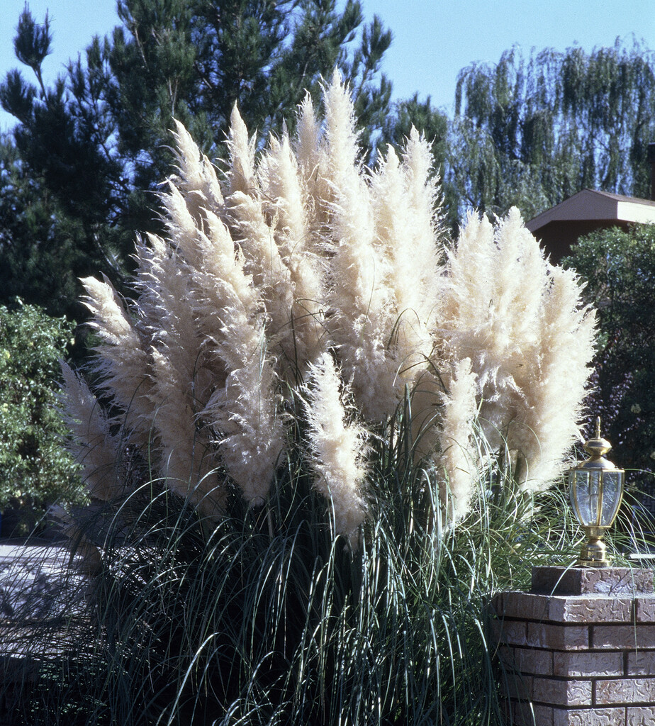 Cortaderia Selloana 'Sunningdale Silver'