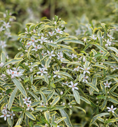 Eriostemon myoporoides 'Gold Touch' - Wasbloem