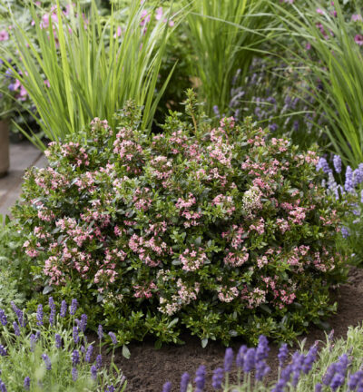 Escallonia laevis 'Showstopper' - Escallonia