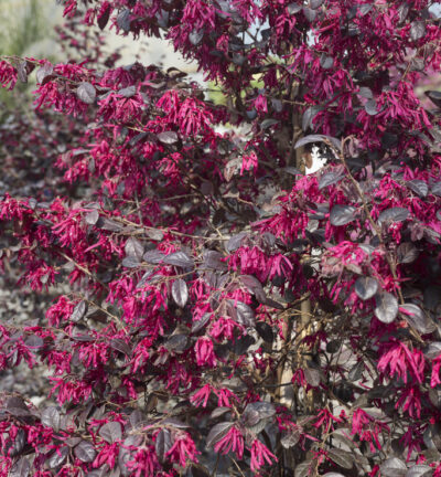 Loropetalum chinense 'Pipa's Red' - Heksenstruik
