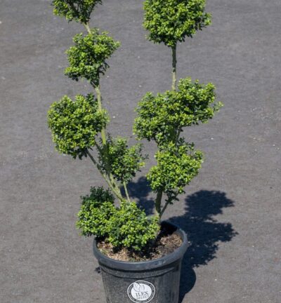 Ilex crenata Dark Green Pompon - Japanse Hulst