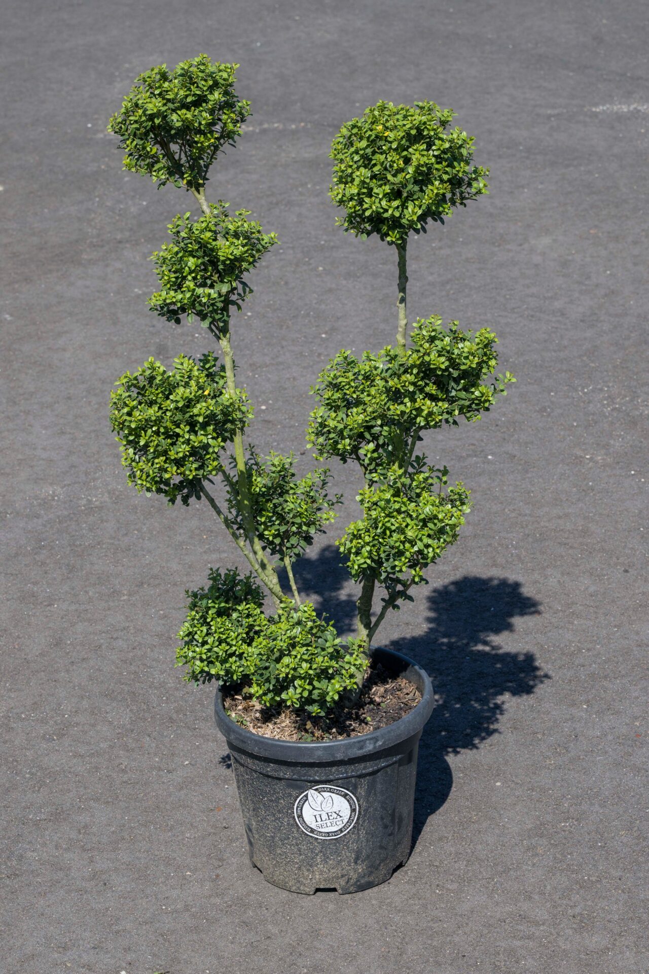 Ilex crenata Dark Green Pompon - Japanse Hulst Online Kopen - PlantBezorgd
