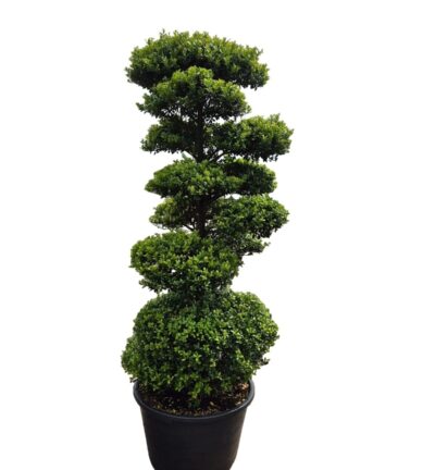 Ilex crenata Dark Green Bonsai - Japanse Hulst