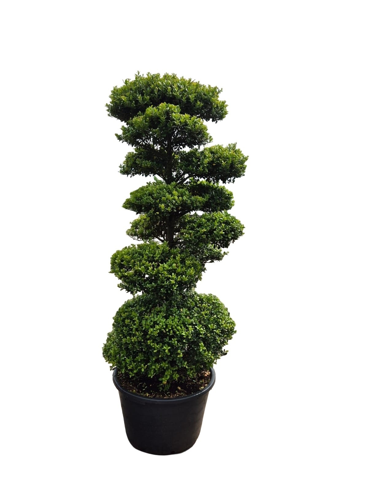 hawaiian dracaena Hawaiian Sunshine Staggered Cane - 12
