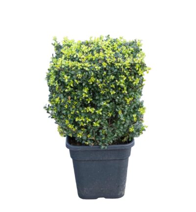 Ilex crenata Dark Green Dobbelsteen - Japanse Hulst