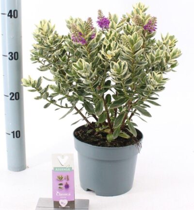 Hebe Classica® 'Katrina' (Addenda) - Struikveronica