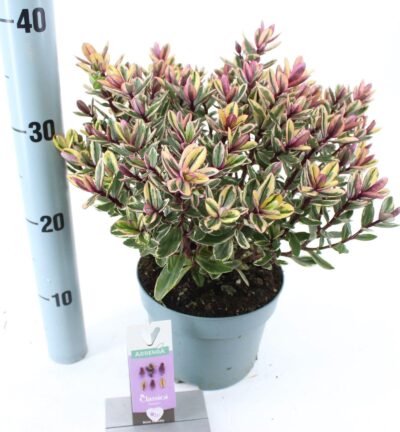 Hebe Classica® 'Tricolor' (Addenda) - Struikveronica