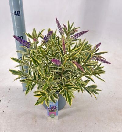 Hebe Donna® 'Varia Wild Blue' (Addenda) - Struikveronica