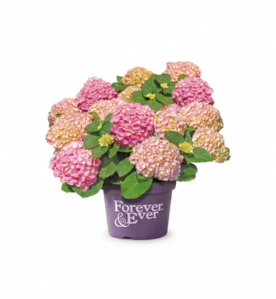 Hydrangea macrophylla 'Forever & Ever® Roze' - Doorbloeiende Hortensia