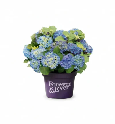 Hydrangea macrophylla 'Forever & Ever® Blauw' - Doorbloeiende Hortensia