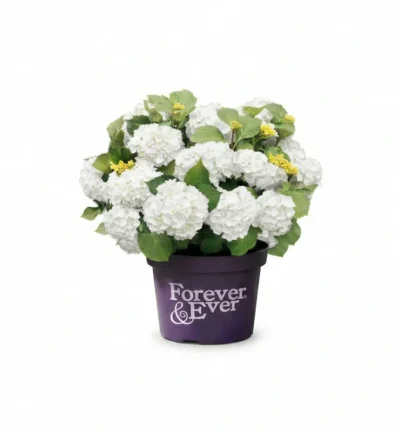 Hydrangea macrophylla 'Forever & Ever® Wit' - Doorbloeiende Hortensia