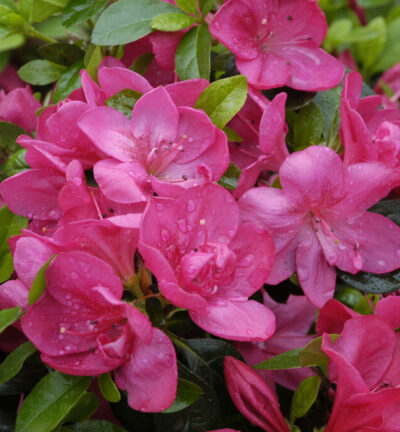 Rhododendron 'Moederkensdag' - Japanse Azalea