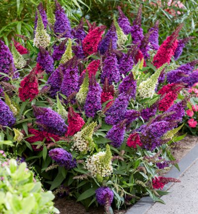 Buddleja davidii butterfly Candy ´Confetti´ (=Tricolor) - Driekleurige Dwergvlinderstruik