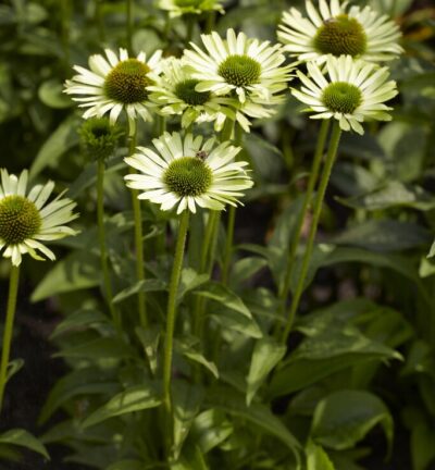 Echinacea Purpurea 'Green Jewel' - Zonnehoed