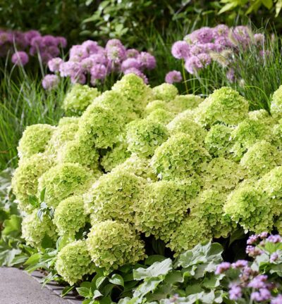 Hydrangea paniculata 'Living Little Apple' - Pluimhortensia