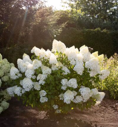 Hydrangea paniculata 'Living Sugar Rush' - Pluimhortensia