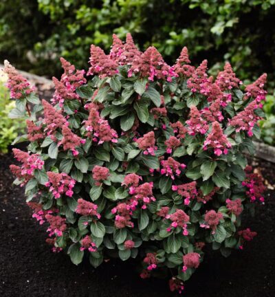 Hydrangea paniculata 'Living Infinity' - Pluimhortensia