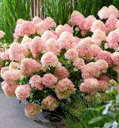 Hydrangea paniculata 'Living Little Love' - Pluimhortensia