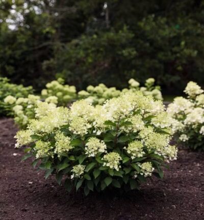 Hydrangea paniculata 'Living Milk & Honey' - Pluimhortensia