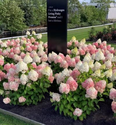 Hydrangea paniculata 'Living Pinky Promise' - Pluimhortensia