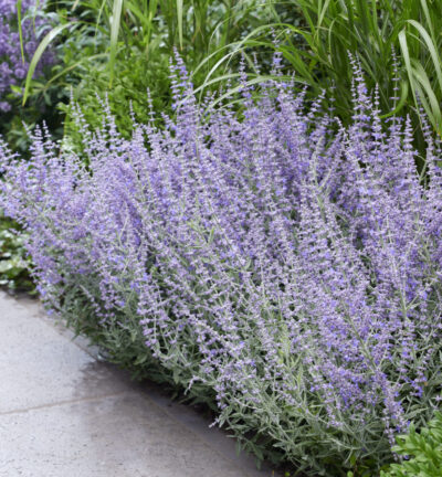 Perovskia atriplicifolia 'Prime Time' - Reuzenlavendel