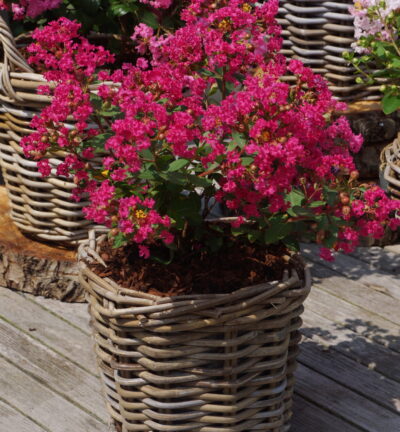 Lagerstroemia indica With Love Kiss - Lagerstroemia
