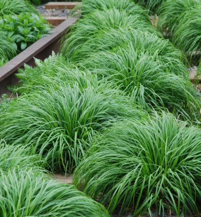 Carex oshimensis 'Intense Green' - Zegge