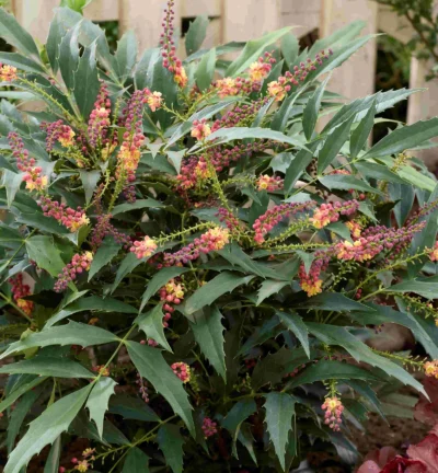Mahonie 'JungleWhisper' – Chinesischer Mahagonistrauch
