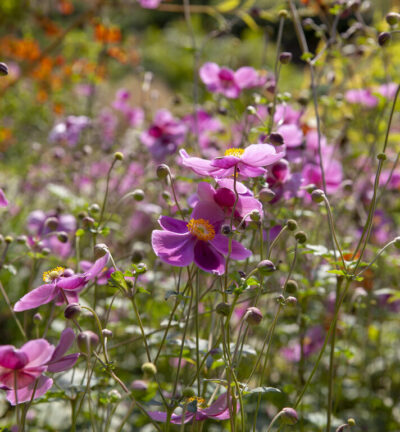 Anemone hybrida 'Hadspen abundance' - Herfstanemoon
