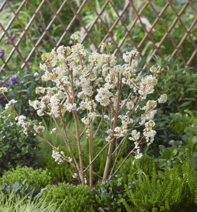 Callicarpa bodinieri 'Magical Snow Queen' - Schoonvrucht