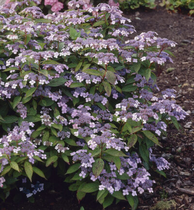 Hydrangea serrata 'BlueBird' - Schermhortensia
