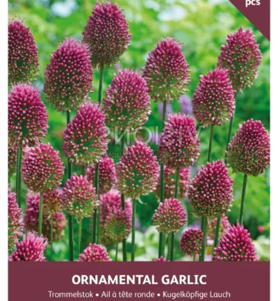 Allium 'Caeruleum' - set van 30 bloembollen