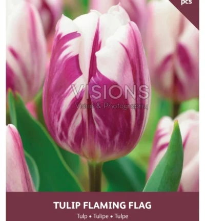 Flammende Flaggen-Tulpe – Set mit 8 Zwiebeln
