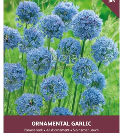 Allium 'Caeruleum' - set van 12 bloembollen