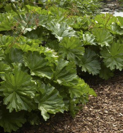 Darmera Peltata - Schildblad