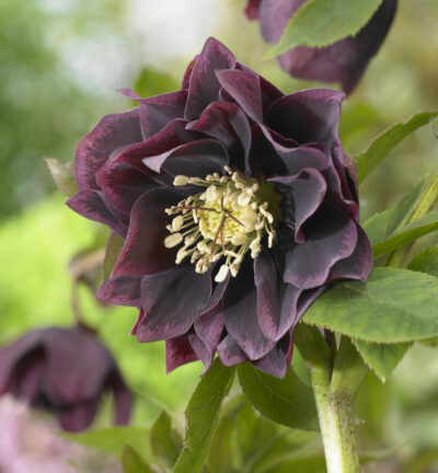 Helleborus orientalis ´Double Ellen Purple´ - Nieskruid