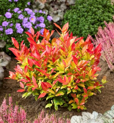 Leucothoe axillaris 'Sparkling Gold' - Druifheide