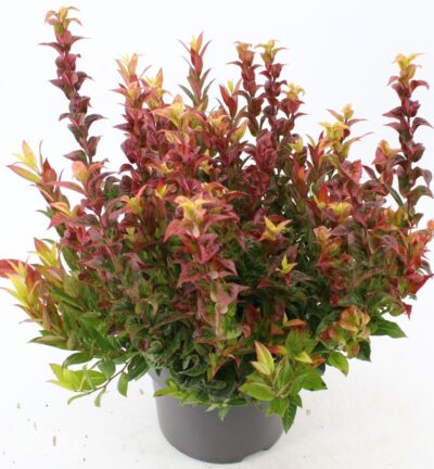Leucothoe axillaris 'Curly Crazy' – Traubenheide